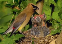 Zablude i istine o pticama i njihovim mladuncima