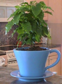 Coffea arabica - biljka kafa u domu