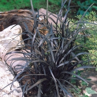 Ophiopogon planiscapus Nigrescens - crna trava