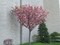 Japanska trešnja - Prunus serrulata