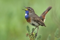 Modrovoljka - ptica s plavim perjem ispod grla 