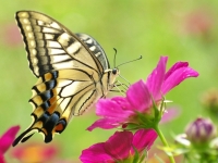 Lastin repak - ugrožena vrsta leptira