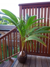 Kokosova palma - Cocos nucifera