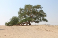 Drvo života - Bahrein 