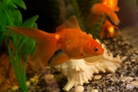 Zlatne ribice i njihove tri želje