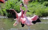 Neke zanimljivosti o flamingosima 