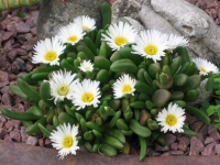 Delosperma - ledeni cvet