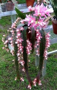 Lisnati kaktus - Phyllocactus