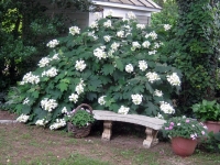 Hydrangea quercifolia - hrastolika hortenzija