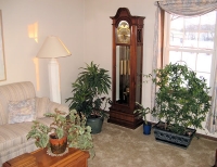 Sobne biljke za svetla mesta u domu