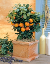 Kalamondin - sobna pomorandža 