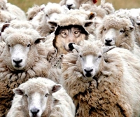 Vuk u jagnjećoj koži - vuk u ovčjoj odeći