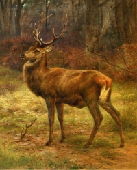 Simbolika jelena