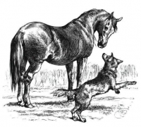 Vuk i konj