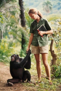 Džejn Gudal - Istraživanje šimpanzi