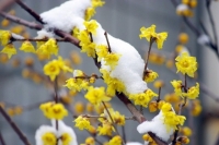 Zimocvet - zimski cvet 
