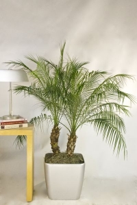 Rubelini palma - minijaturna urmina palma 