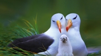 Albatros - letač bez premca