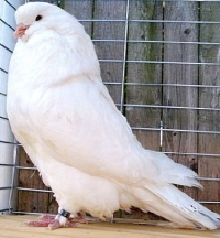 Rimski golub - golub impozantne veličine 