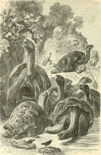Edgar Alan Po - Galapagos kornjača