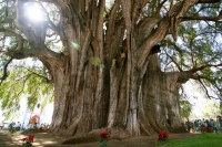 Tule drvo - najdeblje drvo na svetu