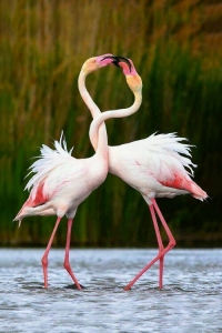 Flamingo - plamenac