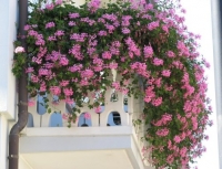 Puzavica - neobičan ukras terasa i balkona