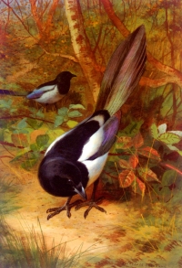 Svraka - crno-bela dugorepa ptica
