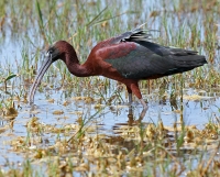 Crni ibis - blistavi ibis