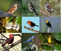 Ptice pevačice - vrapčarke