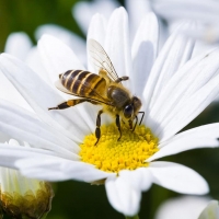 Neke zanimljivosti o pčelama
