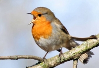 Pevanje i cvrkutanje ptica