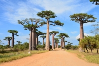Avenija baobaba - Madagaskar 