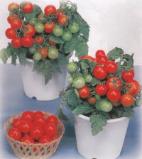 Čeri paradajz - Cherry Tomato