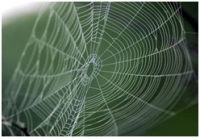 Žuta štampa - paukova mreža satkana od sladunjavih snova i laži
