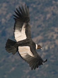Andski kondor - najveća ptica koja leti