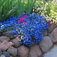 Lithodora diffusa - plavi pokrivač tla 