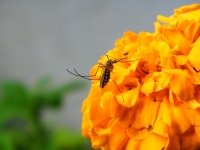 Cveće - prirodna zaštita od insekata
