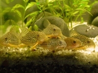 Koridorasi - ribice čistači