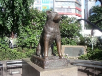Haćiko - najverniji pas u Japanu