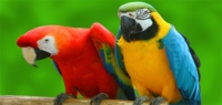 Papagaj - brbljivi kućni ljubimac
