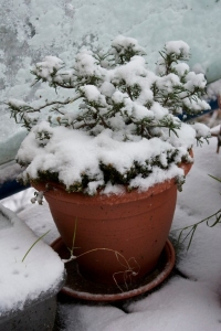 Nega biljaka u toku zime