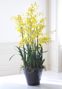 Oncidium orhideje - nega