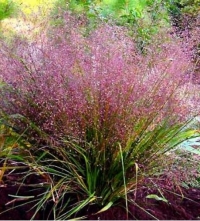 Eragrostis spectabilis - purpurna ljubav