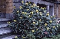 Mahonia aquifolium - oregonsko grožđe
