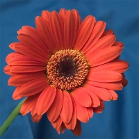 Gerber - dekorativni cvet