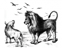 Lav i divlji vepar 