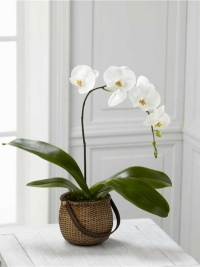 Phalaenopsis orhideje - nega
