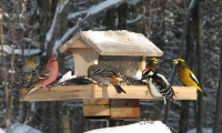 Ishrana ptica u toku zime