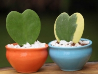 Hoya kerrii - zeleno srce 